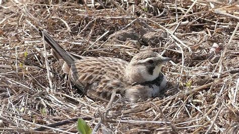 Wow! A Horned Lark nesting near farm field with four eggs.. - YouTube