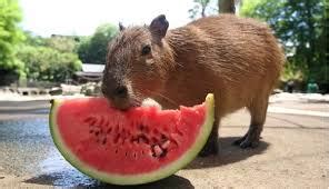 Capybara eating watermelon : r/aww