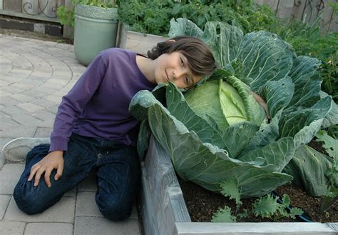 Planting Your Cabbage – Bonnie Plants Cabbage Program