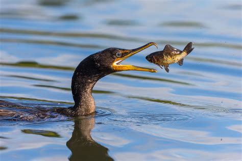 Double-crested Cormorant | Audubon Field Guide