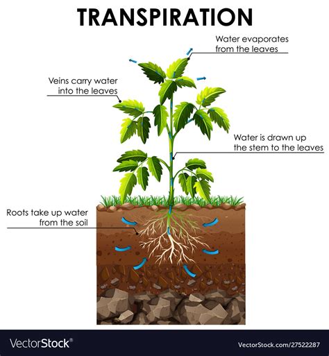 Diagram showing transpiration plant Royalty Free Vector