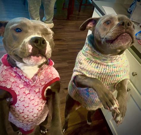 Pibbles in sweaters! 🥶🐾🐾🥶🐾🐾 : r/pitbulls