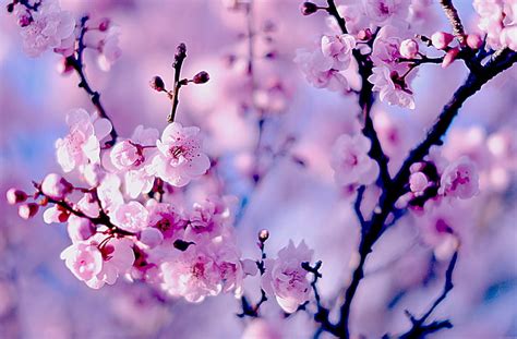 HD wallpaper: purple cherry blossom flowers, branches, Sakura ...