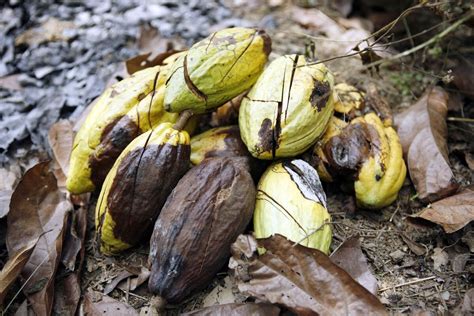 Ghana Risks the Anger of 800,000 Cocoa Farmers - Bloomberg