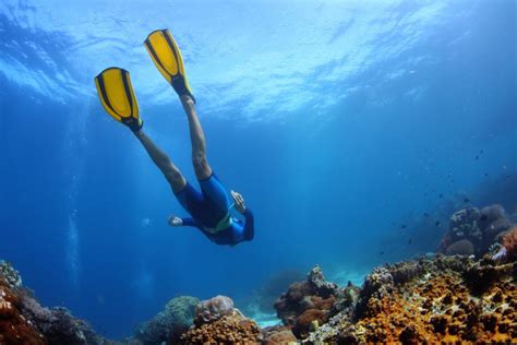 4 Facts About Hawaii Coral Reefs for Your Next Snorkeling Tour - EŌ Wai'anae Tours - Waianae ...