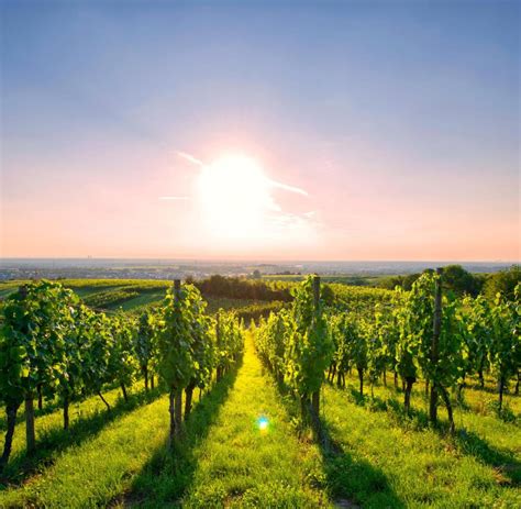 Weinsorten: Das ist der beliebteste Wein in Deutschland - WELT