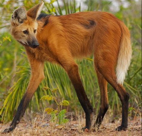 Maned Wolf | Creatures of the World Wikia | Fandom