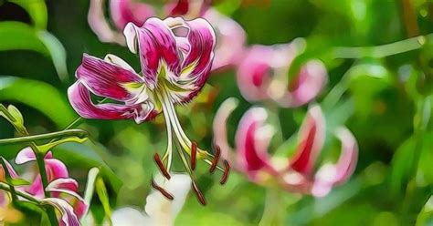 Stargazer Lily Flower Meaning and Symbolism - WhenYouGarden.com