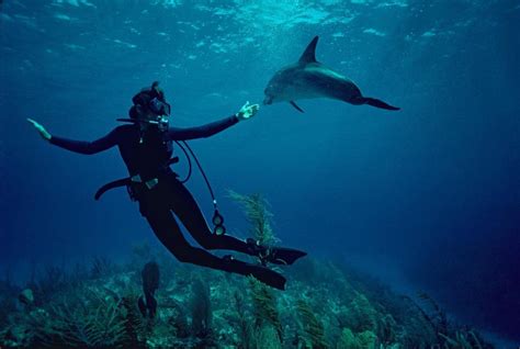 Five Incredible Ocean Documentaries To Watch Online | GuideDoc