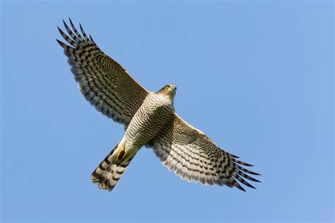 Eurasian Sparrowhawk and Northern Goshawk photo ID guide - BirdGuides