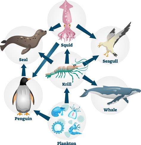 Marine Food Chain Diagram