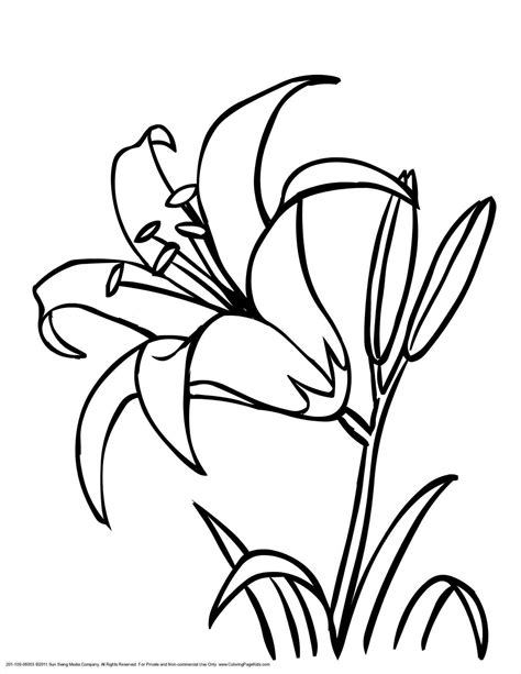 Lily Drawing Outline at GetDrawings | Free download