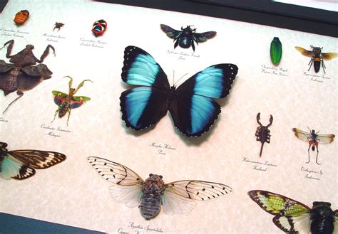 ~Insect Collection - Butterfly Designs - Real Framed Butterflies