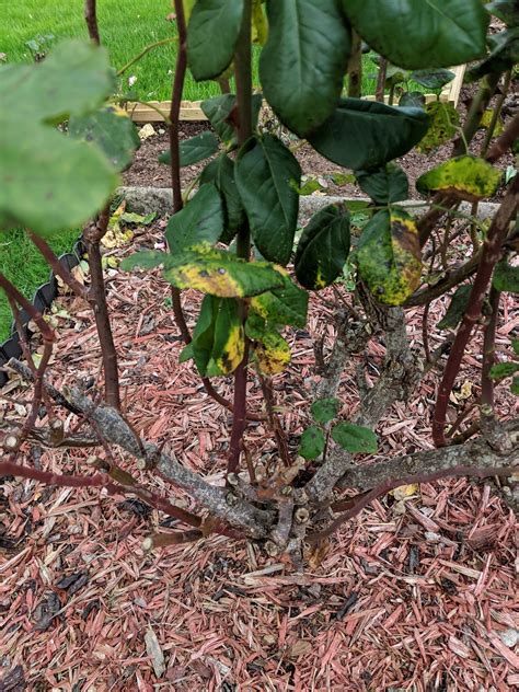 Cutting back plants — BBC Gardeners' World Magazine