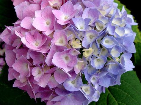 coffee grounds around hydrangeas - He Blogosphere Lightbox