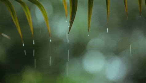 Incredible Compilation of Over 999+ Rain GIF Images in Stunning 4K Quality