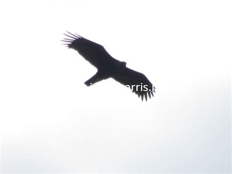 Golden Eagle Wingspan 1 | Western Isles Information & Resource