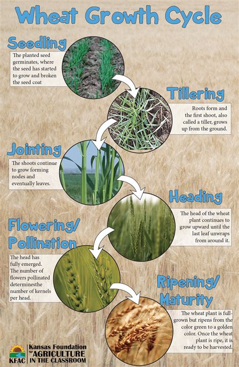 Wheat Growth Stages | Kansas Agriculture in the Classroom