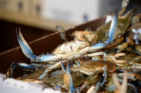 Louisiana Blue Crab Fishery First to Receive G.U.L.F. Responsible ...