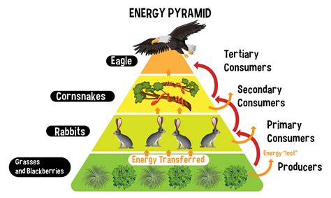 Energy Pyramid Template