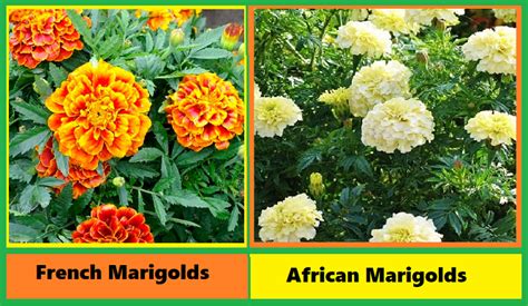 French Marigolds in Your Vegetable Garden - Ksst Radio