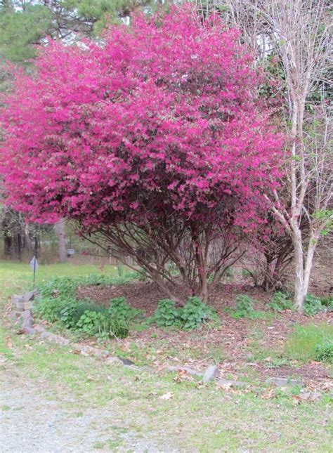 “Limbed Up” Loropetalum | Gardening in the Panhandle