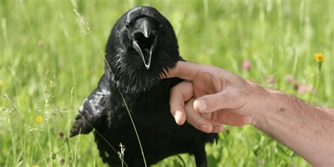 Can You Have a Raven as a Pet? 7 Things to Consider | Hutch and Cage