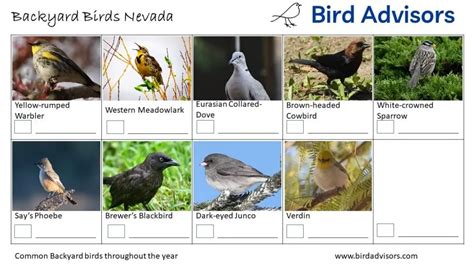 Top 28 Backyard Birds in Nevada (Free ID Chart) - Bird Advisors