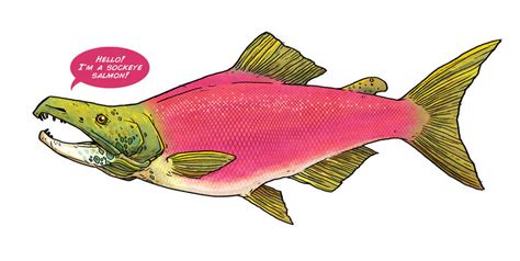 Sockeye Salmon by HazelNut-624 on DeviantArt