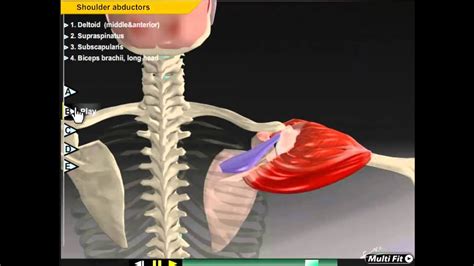 Abduction In Anatomy - Anatomical Charts & Posters