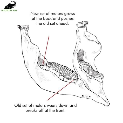 The Role of Molar Teeth In Age Determination of Elephants - Wildlife SOS