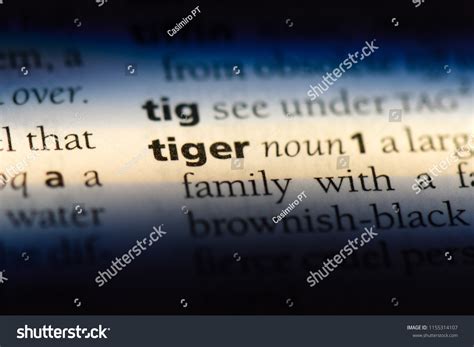 Tiger Word Dictionary Tiger Concept Stock Photo 1155314107 | Shutterstock