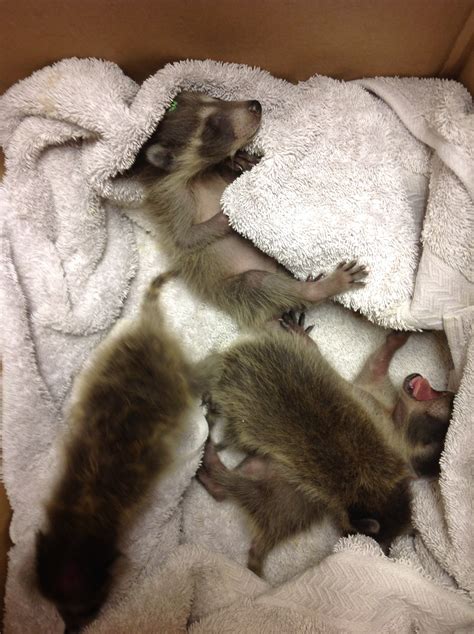 Baby Raccoon Care | New England Wildlife Center