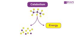 Catabolism - Definition, Metabolism Stages with Videos & Examples