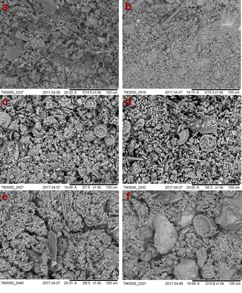 Microscopic structure of diatomites from the lithologically different... | Download Scientific ...