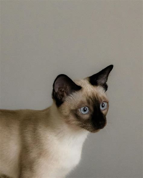 Siamese Cat with Blue Eyes · Free Stock Photo