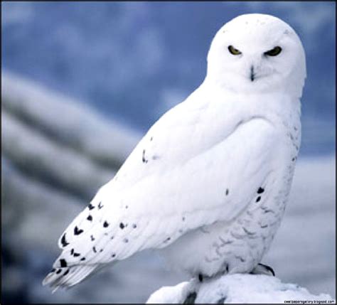 Winter Owl Wallpaper | Wallpapers Gallery