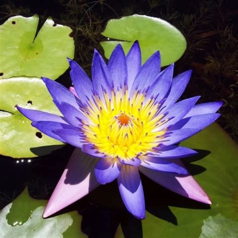 5 BLUE LOTUS Nymphaea Caerulea Asian Water Lily Pad Flower Pond-in ...