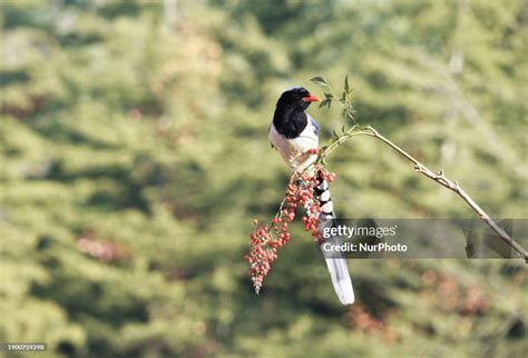 A Blue Magpie is eating fruit in a tree in Zhengzhou, Henan Province ...