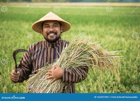 Asian Farmer with Rice Grain on Hand Stock Photo - Image of cultivation ...