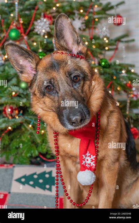 German Shepherd dog wearing red reindeer antlers waiting for Santa Claus in front of decorated ...