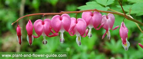 Bleeding Heart Flower – Flowers of Romance!