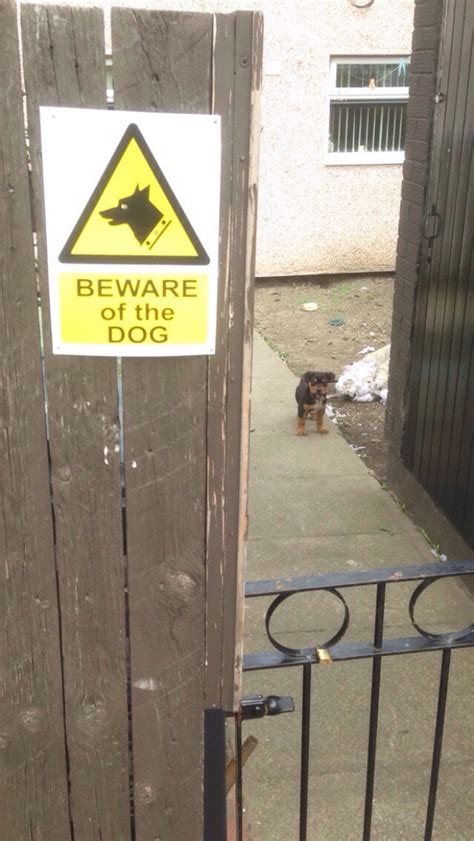 Dangerous Beasts Behind “Beware Of The Dog” Signs