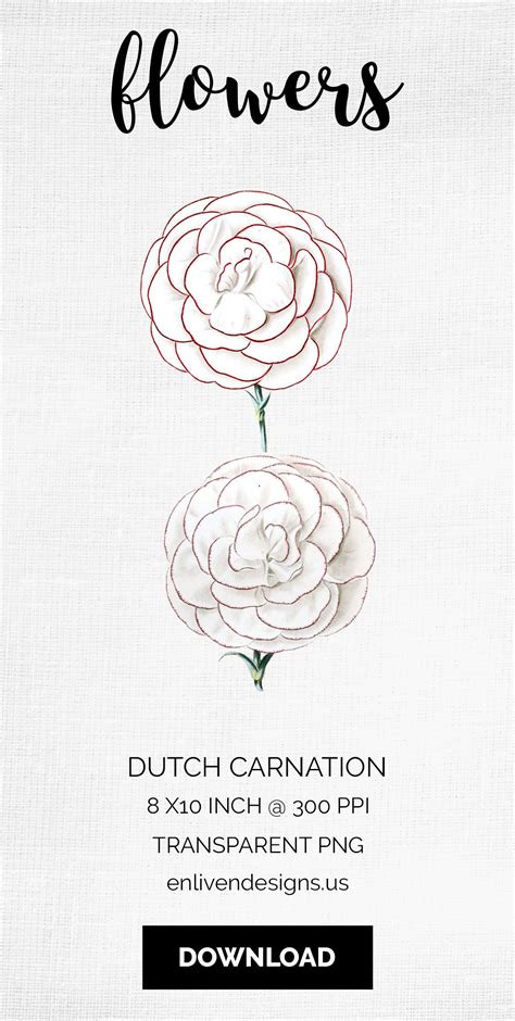 Carnation Clipart Flower (116488)