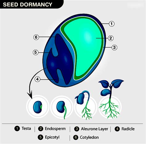 Understanding Seed Dormancy: Causes, Types, Methods of Breaking, and Importance