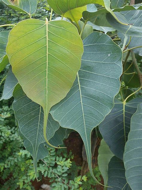 Beautiful Regard Through My Eyes: Banyan tree leaves