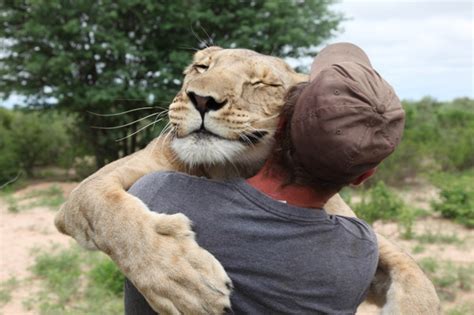 Man who raised lioness from cub now teaches her to hunt - AOL UK Travel