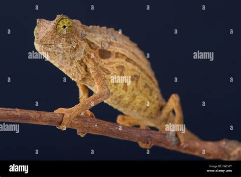 Pygmy chameleon / Rieppeleon brevicaudatus Stock Photo - Alamy