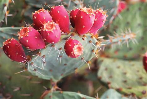 Prickly Pear Vs. Dragon Fruit