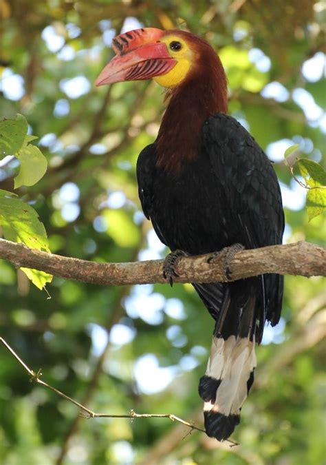 Hornbill Conservation – PhilinCon